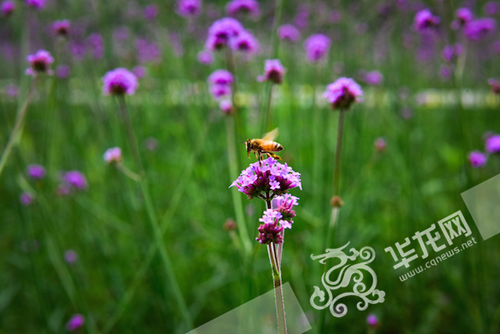 花朵吸引了蜜蜂。 437必赢会员中心供图 华龙网发